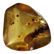 Mexican Amber from Chiapas with Termite Insect - Exceptional Quality  picture