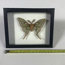 Graellsia isabellae Male REAL FRAMED GREEN SPANISH MOON MOTH picture
