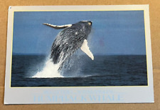 1993 USED POSTCARD - HUMPBACK WHALE picture