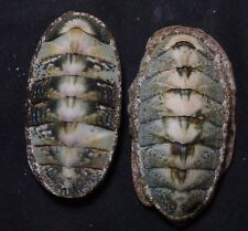 edspal shells - Chiton species  56mm - 59mm F+++ set of  2pcs  chiton shell picture