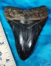 Museum Quality Jet-Black Megalodon Shark Tooth picture