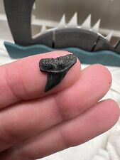 Rare Fossil Great Hammerhead Sphyrna Mokarran Shark Tooth North Carolina picture