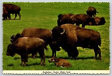 Postcard South Dakota Black Hills Buffaloes  picture