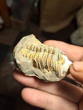Old Fossil.very Old Found In The Grand Canyon.  picture