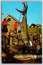 Postcard Swordfish at Menemsha Dock Martha's Vineyard Massachusetts picture