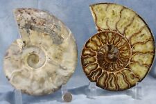 Large Ammonite Cut Split Pair Crystals 110myo Dino age FOSSIL 6.7