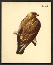 1952 GOLDEN EAGLE Card PARKHURST Gum V339-2 Audubon BIRDS Canadian #48 Bird picture