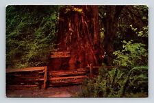 California Giant Redwood Trees Scenic Natural Landmarks Chrome Postcard picture