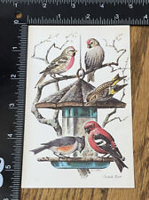 Birds Redpoll Male & Female Cape Shore Paper Main Postcard Vintage Snack Bar picture
