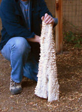 Rare HUGE 30-inch Stalactite From Bisbee SW Mine w/ Provenance - Museum Grade @ picture