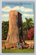 Vero Beach FL-Florida, Cypress Stump, McKee Jungle Gardens, Vintage Postcard picture