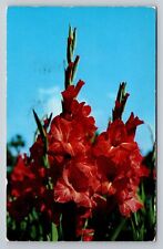 The Gladiolus Common In The Southland Posted 1955 Titusville Florida picture