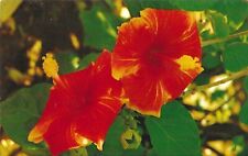 Vintage Hawaii Chrome Postcard Hibiscus Blossoms Official State Flower picture