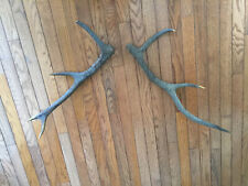 a pair of Deer Horn 23