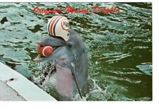 Postcard Original Miami Dolphin Dolphins Football Seaquarium Florida picture