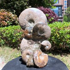 9.28LB  Large Natural Beautiful Ammonite Fossil Conch Crystal Specimen Healing picture