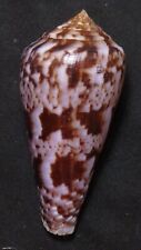 edspal shells - Conus kinoshitai   60.4mm F+++ marine gastropods sea shell picture