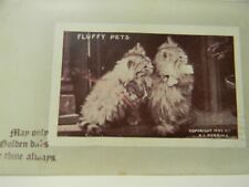 Vintage 1911 Fluffy Pets Cute Cats Postcard P21 picture