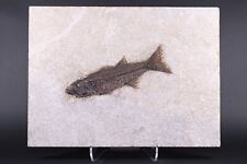Fossil Fish 5.6