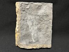 Extremely Rare Culmicrinus crinoid from Indiana. Fossil Trilobite Blastoid picture