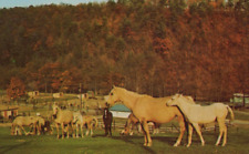 Horses in Lehigh County Game Preserve Schnecksville PA Chrome Vintage Post Card picture