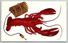 A Maine Lobster & Miniature Model Harvest Trap Postcard P2 picture