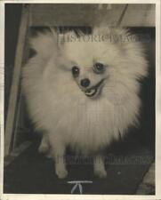 1942 Press Photo Pomeranian dog - mjx23534 picture