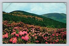 NC-North Carolina, Roan Mountain Rhododendron, Vintage Postcard picture