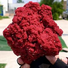 264G Natural Red coral reef Cluster Ocean Mineral Crystal Specimen picture