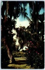 Postcard - Live Oaks and Camellias picture