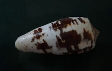 Conus Fulvobullatus 75.8mm F+++/GEM  , niceBLACK -WHITE  pattern specimen WOW picture