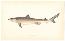 1862 J. Couch FISH engraving ~ Great WHITE SHARK Carcharodon ~ NZ HAWAII picture