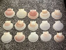 Lot Of 15 Shells 4.5” Wide Scallop Seashells Cream Color Crafts Or Food Display picture