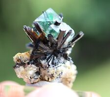 Fluorite, Schorl and Muscovite. Erongo Mts., Namibia. Many penetrating crystals picture