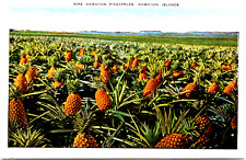 Hawaii HI Hawaii, Hawaiian Pineapples, c1937 Vintage Postcard by Kroff Co. picture