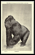 New York NY Gorilla American Museum Natural History Postcard picture