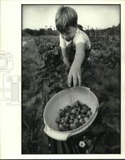 1979 Press Photo Child picks strawberries - noc68688 picture