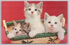 Animal~Three Happy Kittens Sitting In Basket Together~Vintage Postcard picture