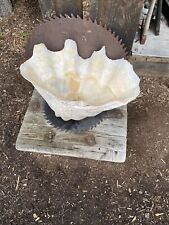 Tridacna Gigas GIANT CLAMSHELL 25”x 16” Natural Sea Shell 40 Pounds picture