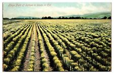 Antique Large Field of Lettuce in Bloom, Agriculture, CA Postcard picture