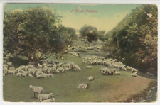 Landscape Postcard View Of A Sheep Pasture c1910s vintage G2 picture