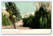 c1905 Man with Bicycle, Tall Pampass Grass in California CA Postcard picture
