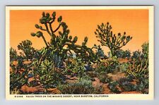 Barstow CA-California, Yucca Trees on Mohave Desert, Antique Vintage Postcard picture