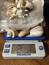 Large Bag of Assorted Sea Shells Vintage 2.2lbs Art Crafts Lot picture