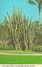 VTG Postcard Pipe Organ Cactus Sunken Gardens Florida Desert Plants picture