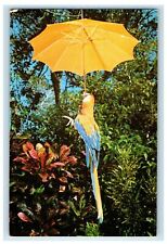 1966 Parrot with Yellow Umbrella Parrot Jungle Miami Florida FL Postcard picture