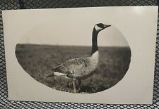 c.1900's Lone Canadian Goose Bird Oval Antique RPPC 1910's picture