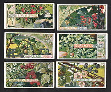 Fruit Bushes Stollwerck 196 German Card Set 1900 Raspberry Currant Blackberry picture