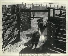 1969 Press Photo buffalo herded to the pens to be examined to see herd progress picture