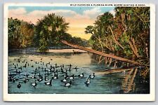 Postcard FL Wild Ducks On A Florida River Where Hunting Is Good WB A24 picture